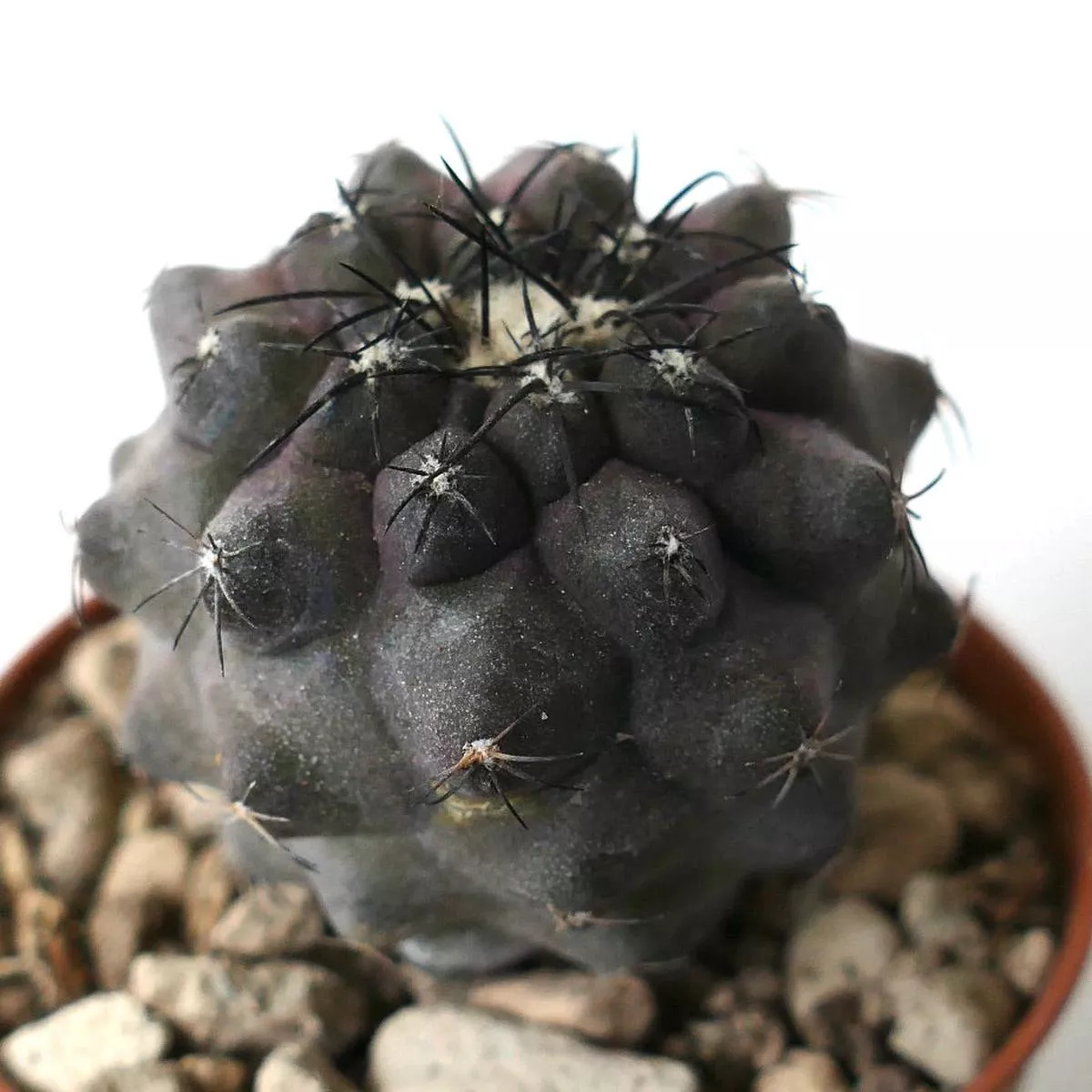 Copiapoa cinerea X griseoviolacea BH2