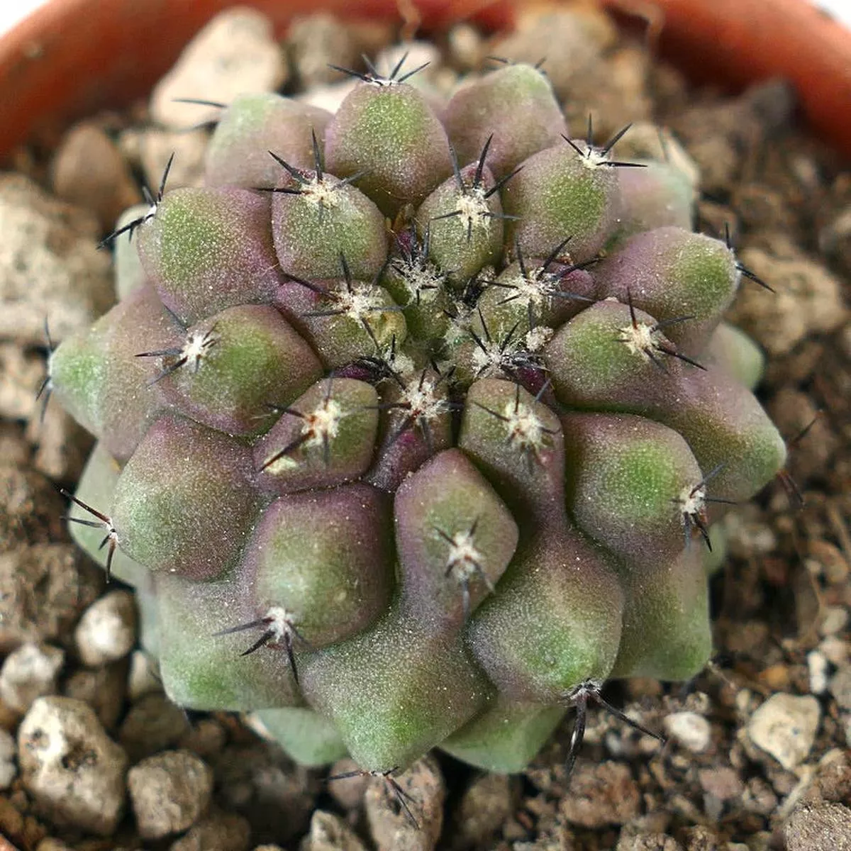 Copiapoa cinerea x humilis KIKKO