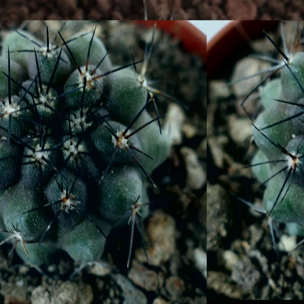 Copiapoa cinerea X humilis