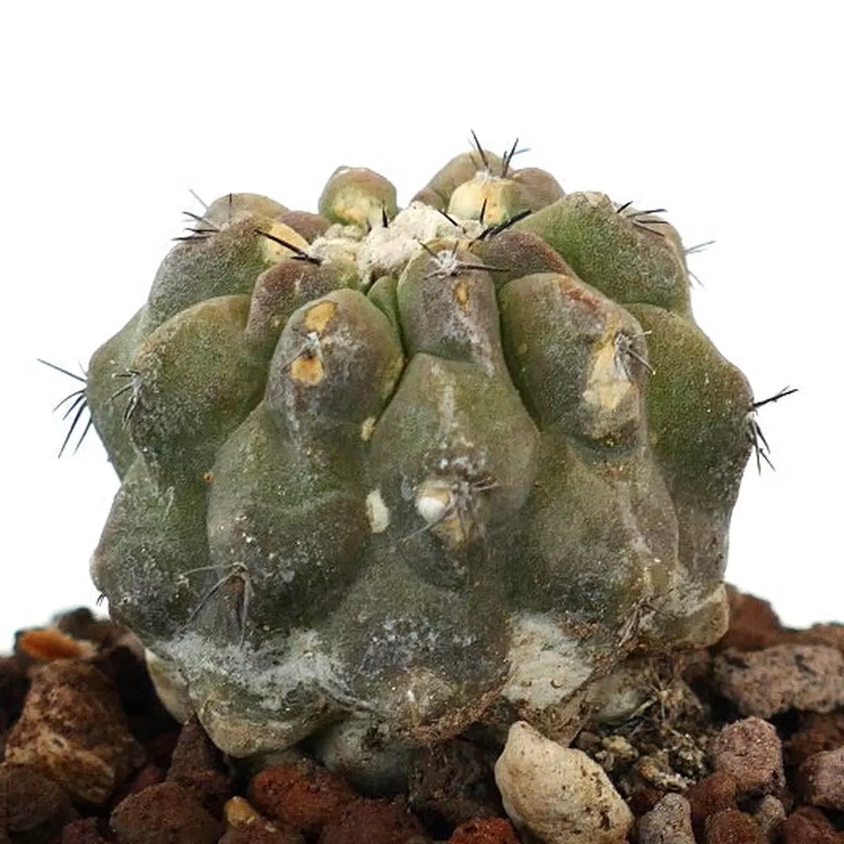 Copiapoa cinerea x hypogaea C304