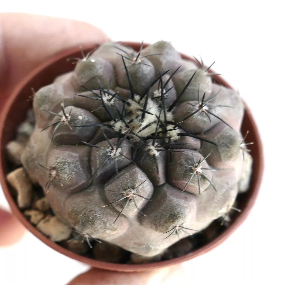 Copiapoa cinerea X hypogaea PSO10