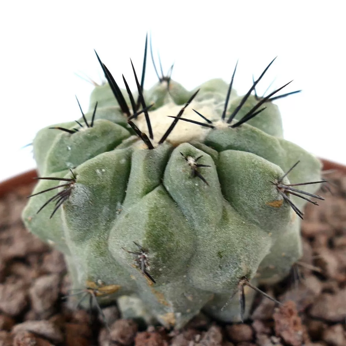 Copiapoa cinerea x hypogaea SELECTED SPECIMENT