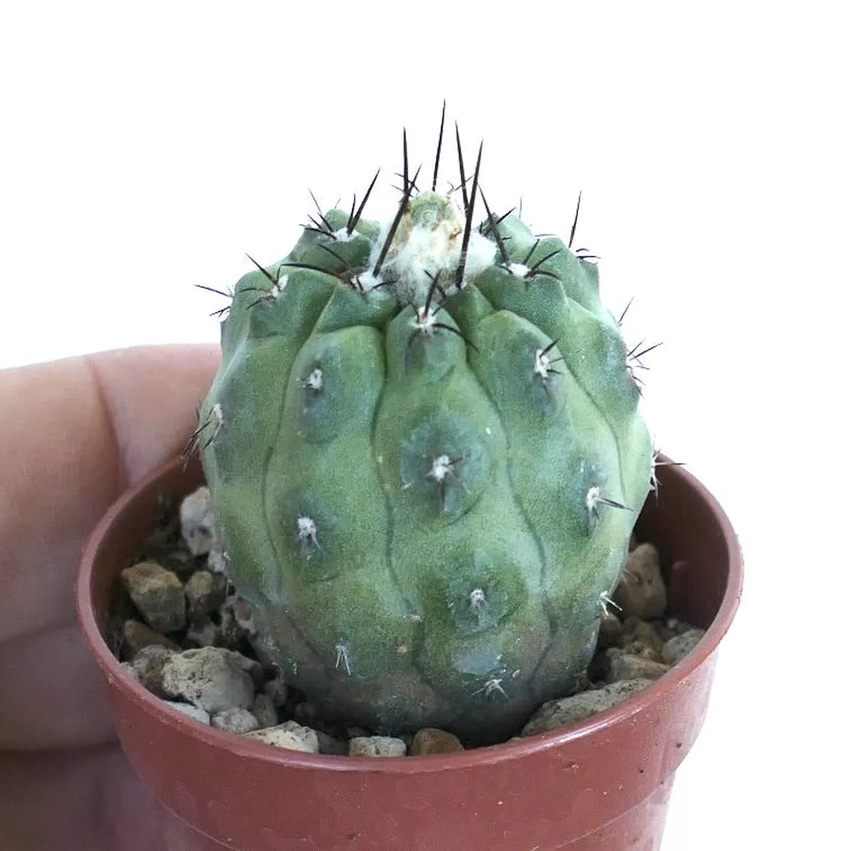 Copiapoa cinerea X hypogaea