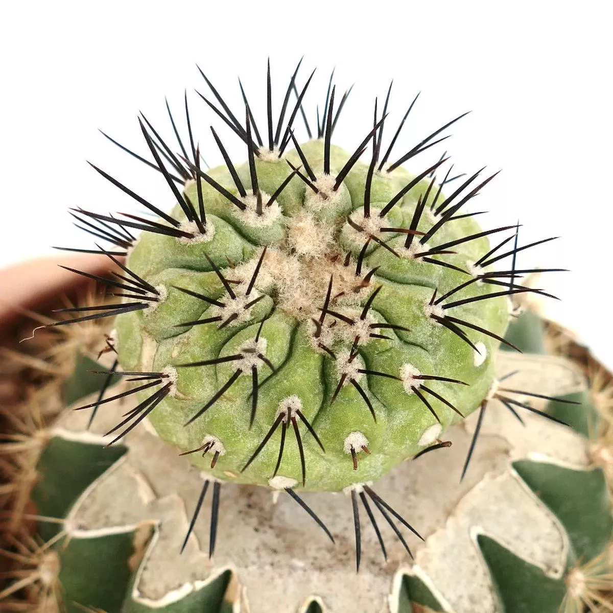 Copiapoa cinerea x serpentisulcata GRAFTED
