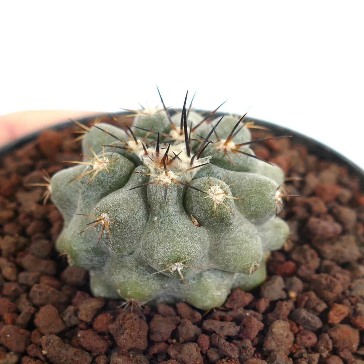 Copiapoa cinerea X serpentisulcata