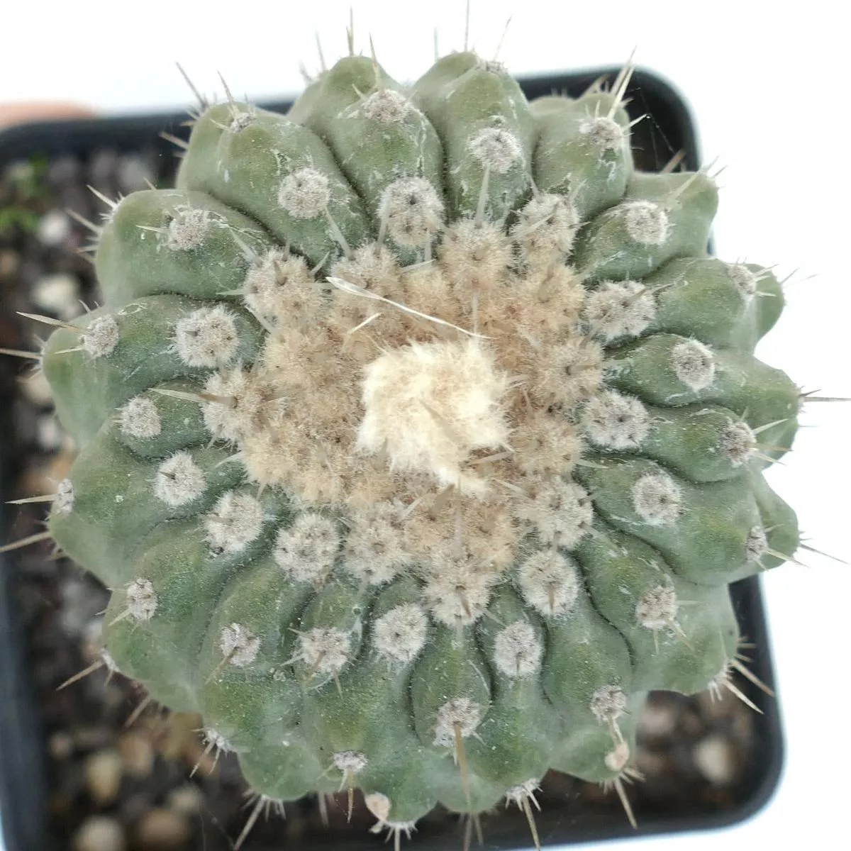 Copiapoa columna-alba cv. albispinus