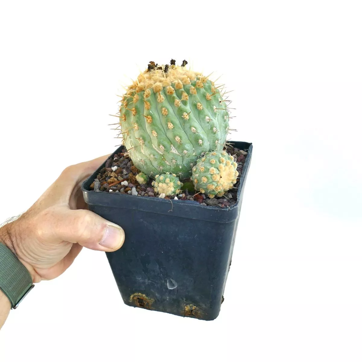 Copiapoa columna-alba OLD SPECIMEN grafted