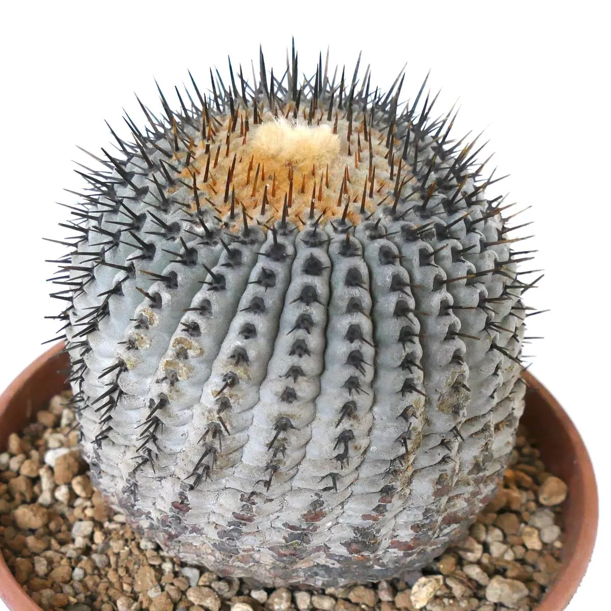 Copiapoa columna-alba SEEDS