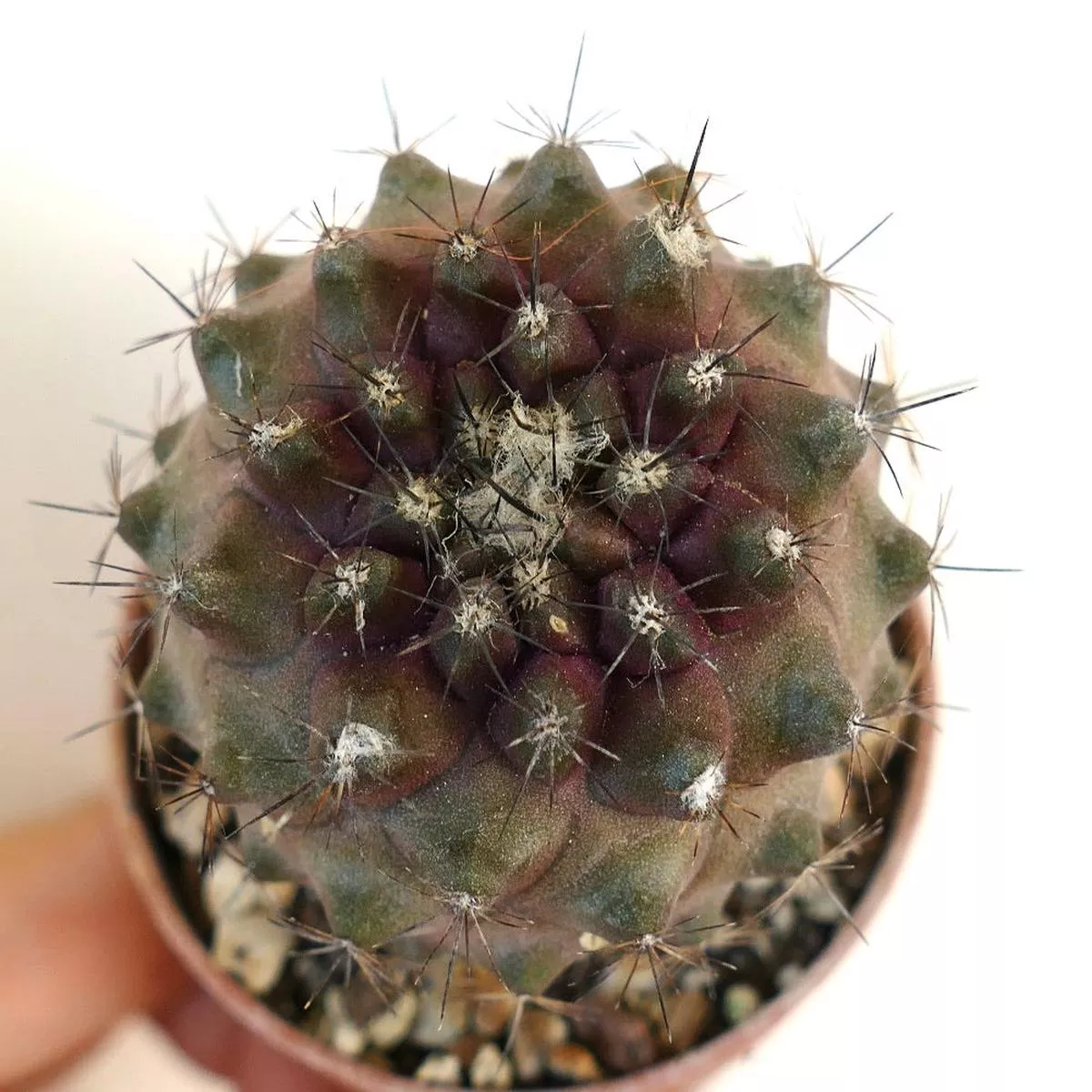 Copiapoa continua AR2