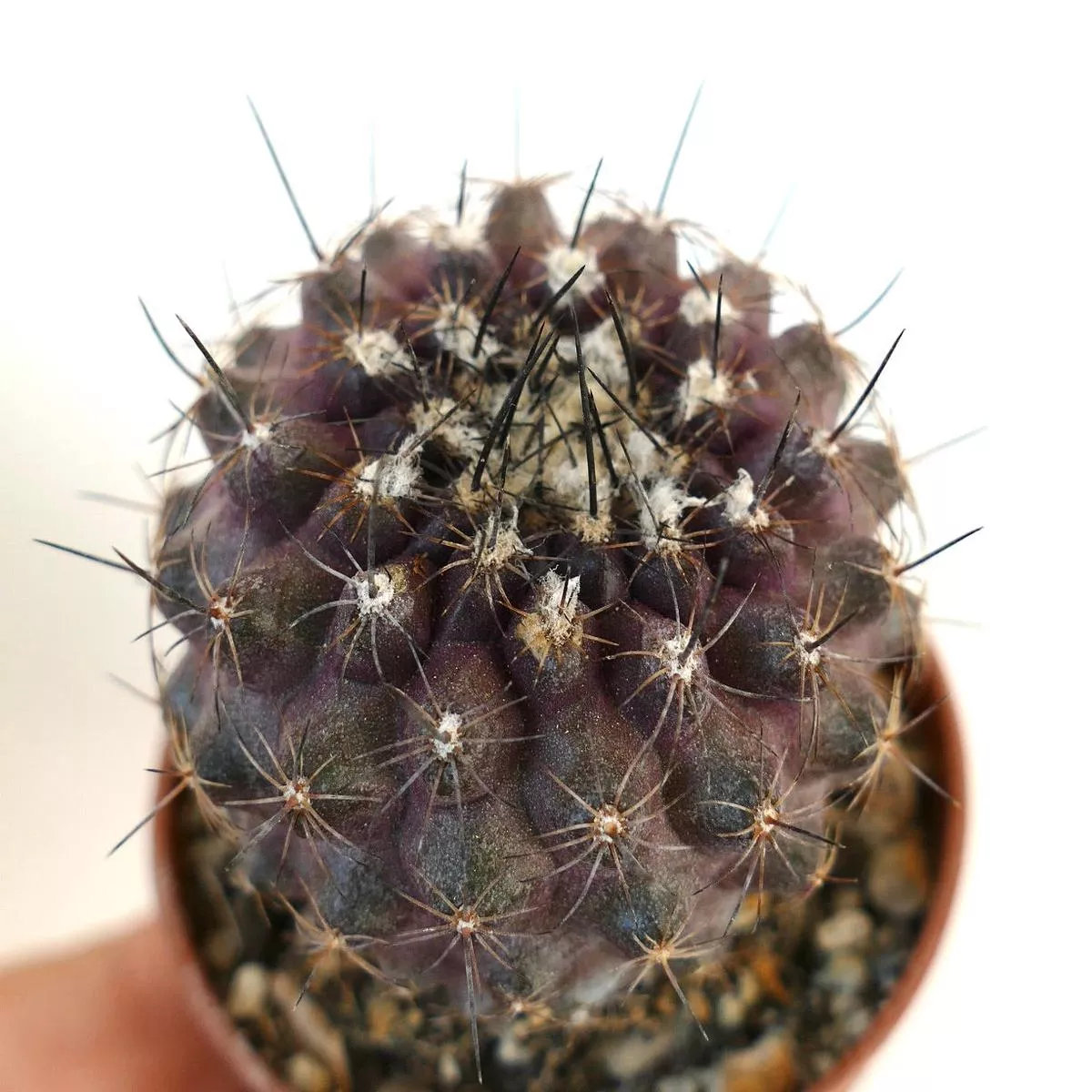 Copiapoa continua PINKISH DARK