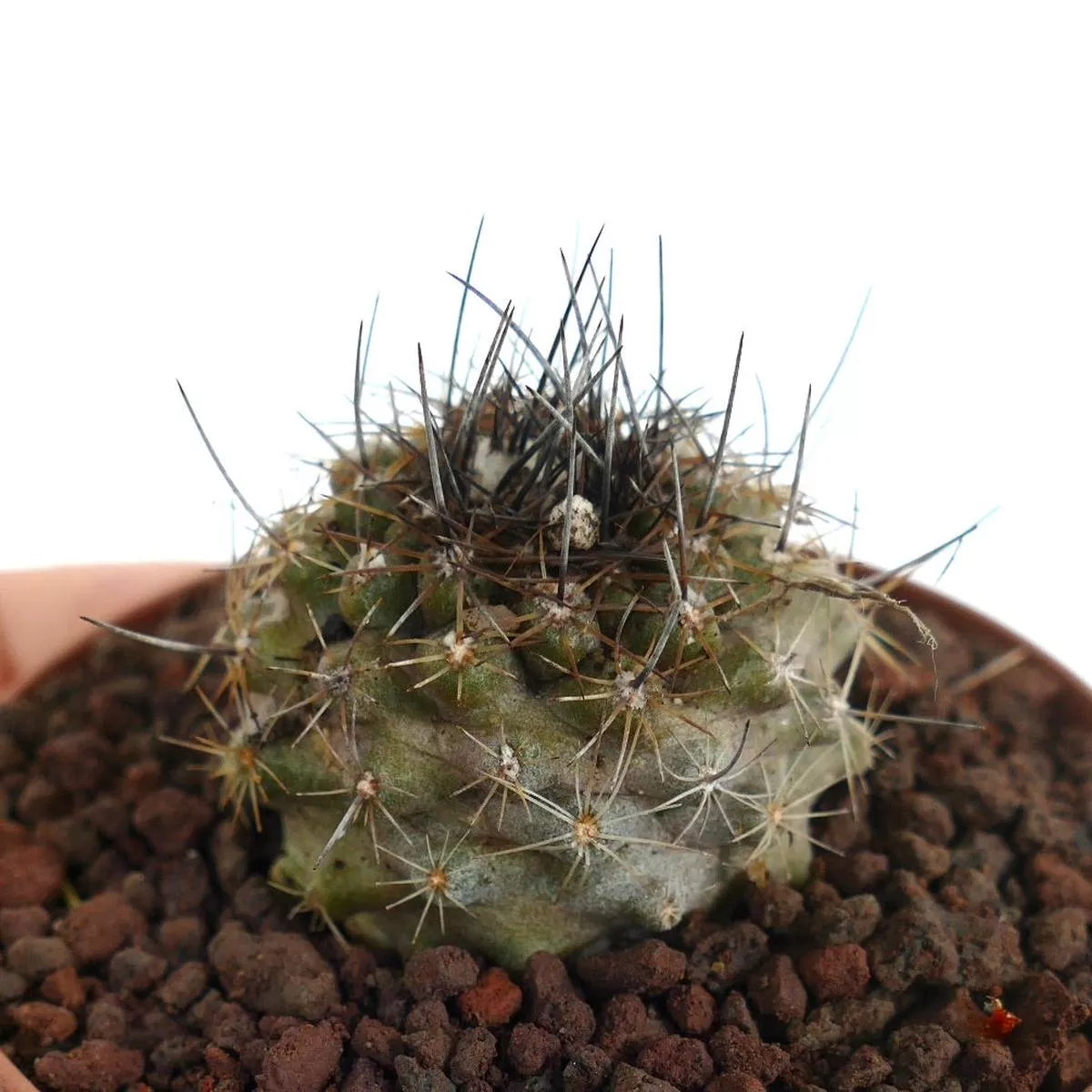 Copiapoa continua X atacamensis