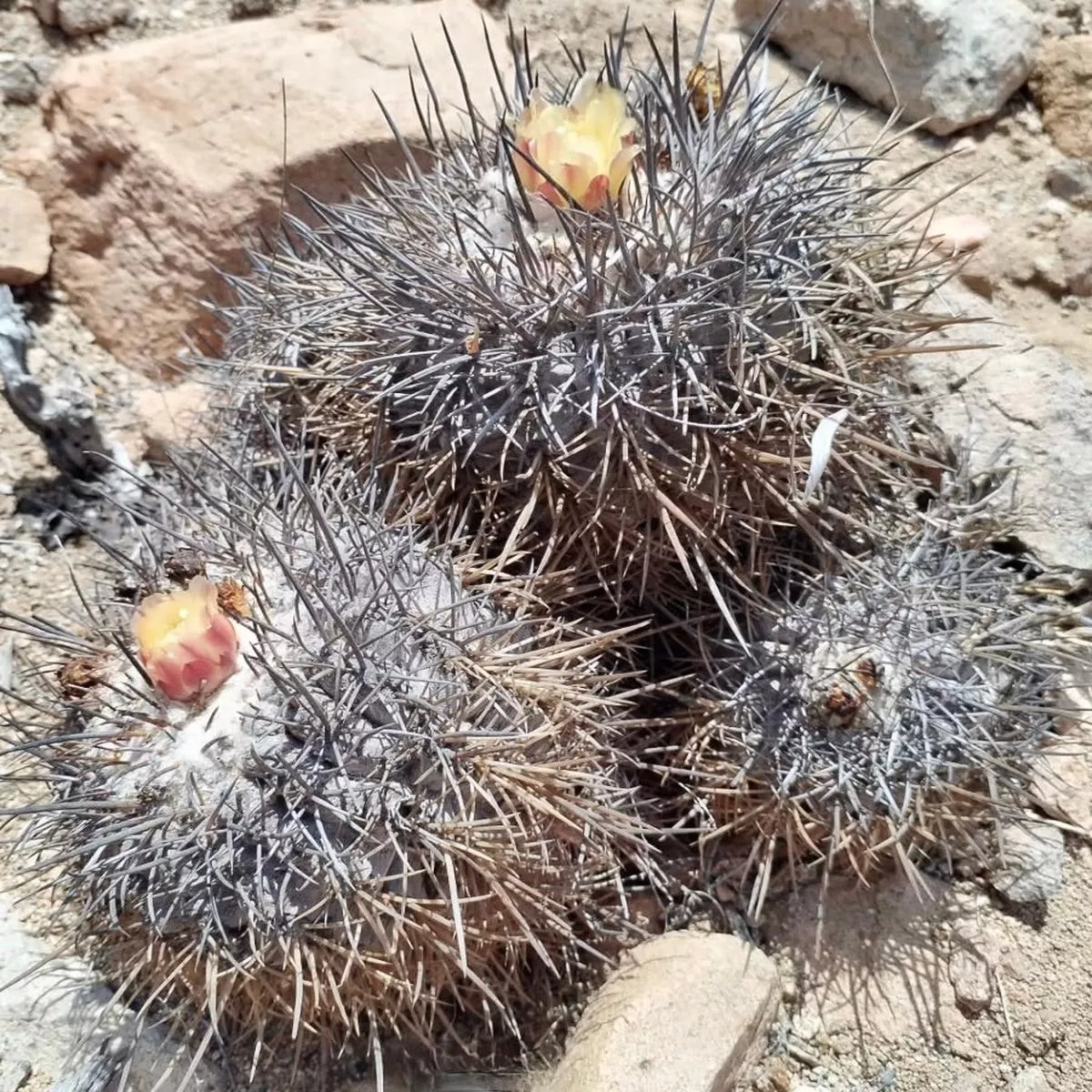 Copiapoa corralensis PHA2509 SEEDS