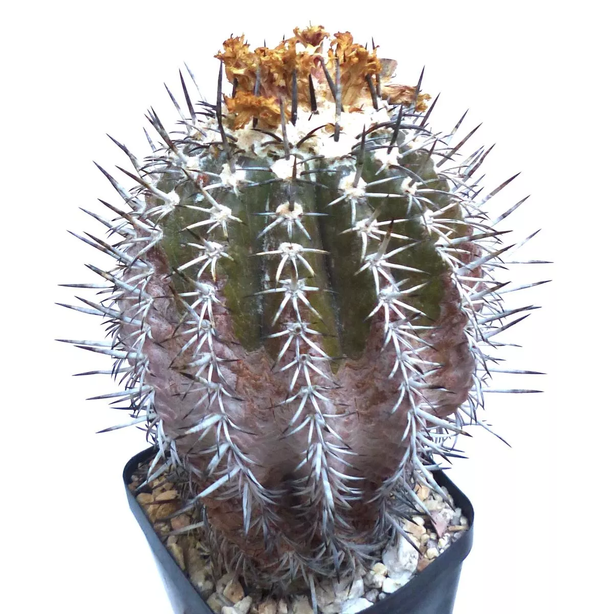 Copiapoa cupreata SEEDS