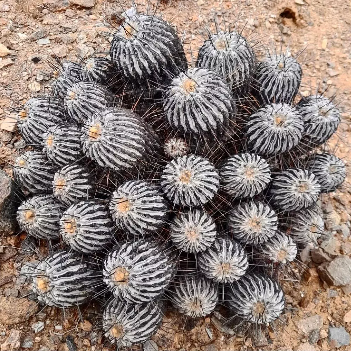 Copiapoa dealbata SEEDS