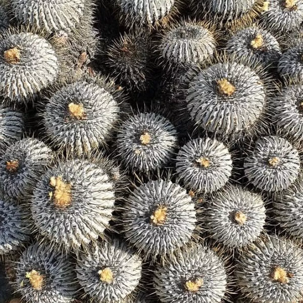 Copiapoa dealbata var. carrizalensis SEEDS