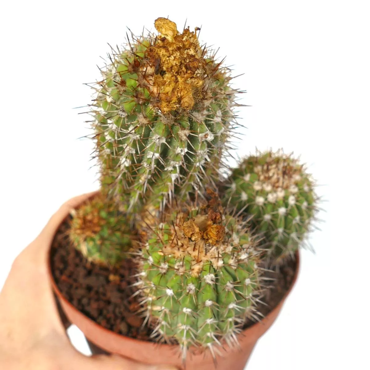 Copiapoa decorticans MULTIHEADS