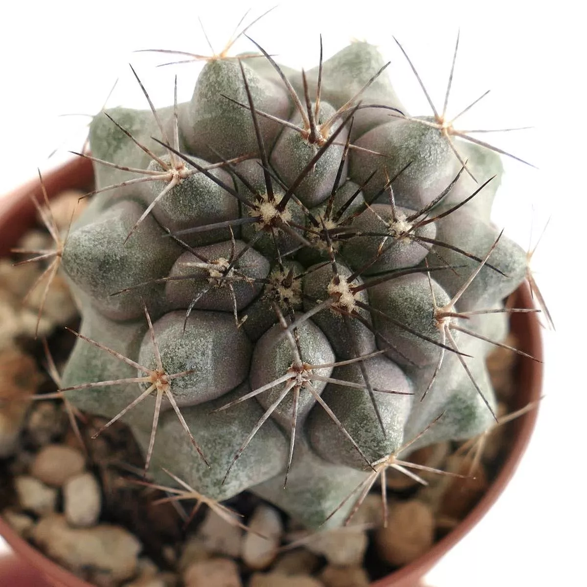 Copiapoa desertorum GREY Q8-12
