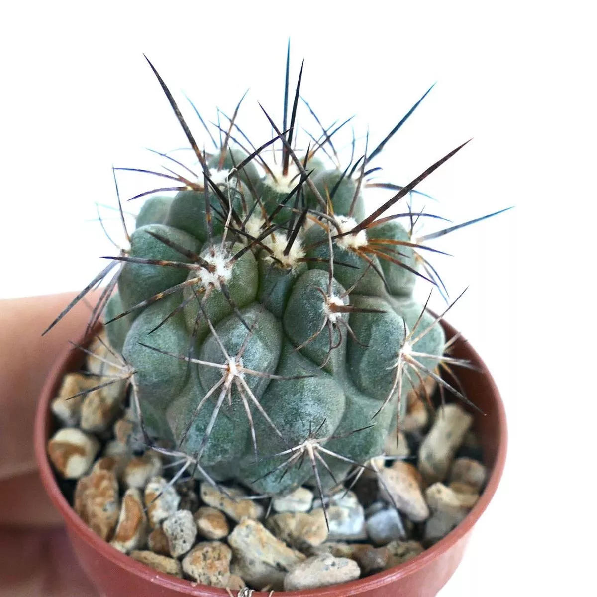 Copiapoa desertorum x cinerea 4782