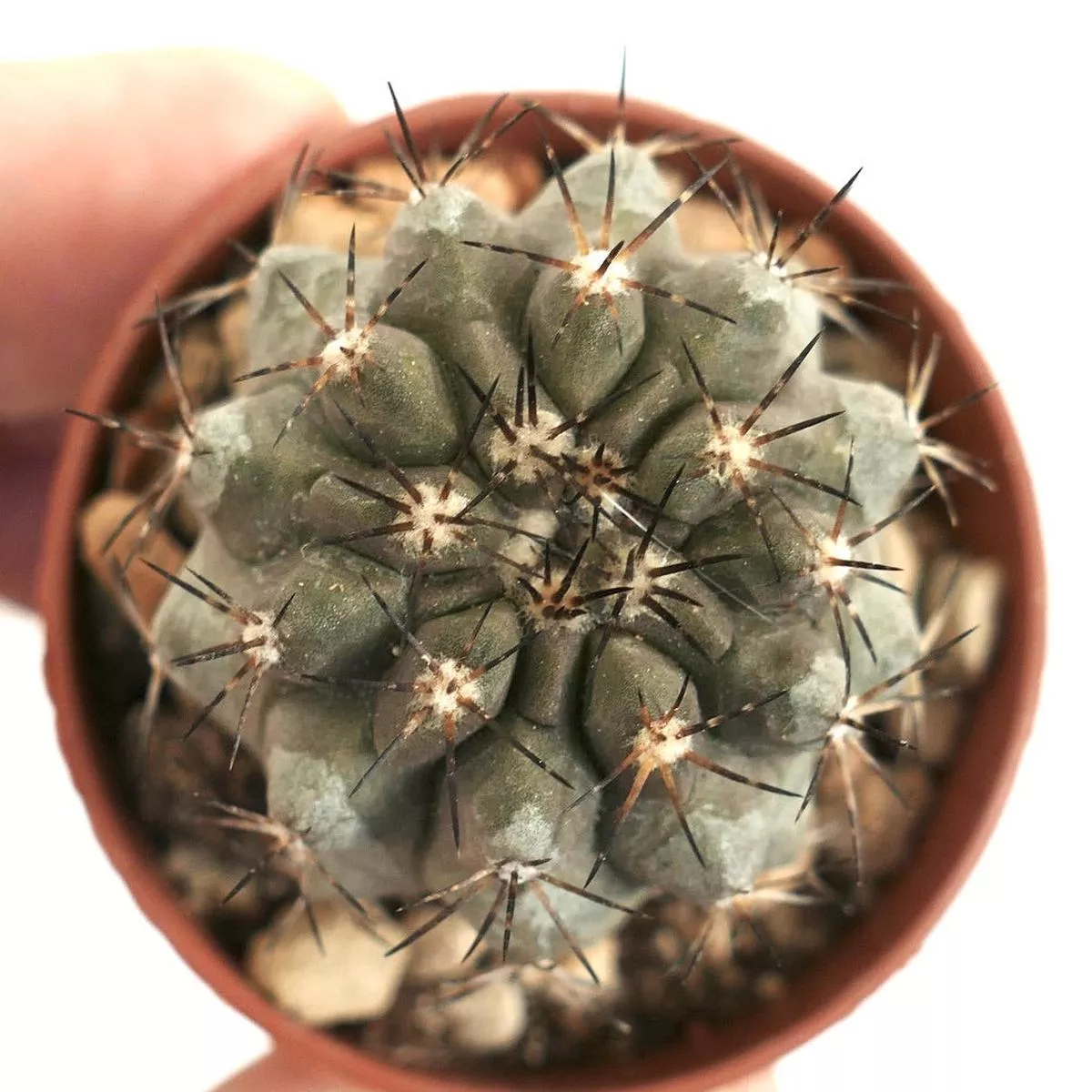 Copiapoa desertorum x serpentisulcata TX6