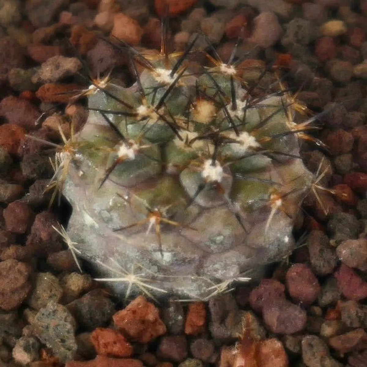 Copiapoa desertorum