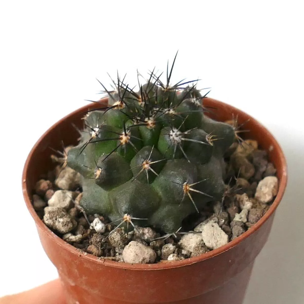 Copiapoa dura BAZ