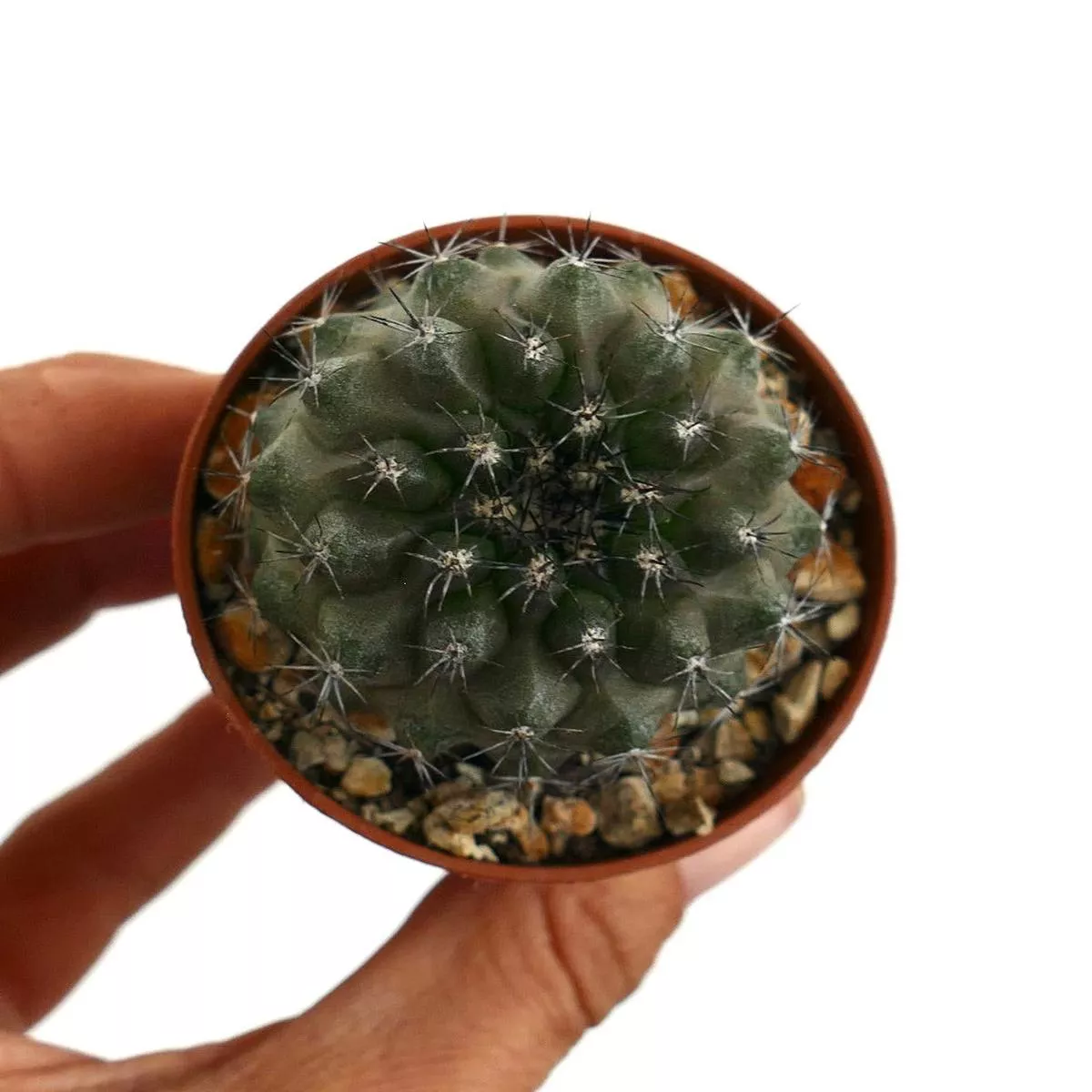Copiapoa dura E26