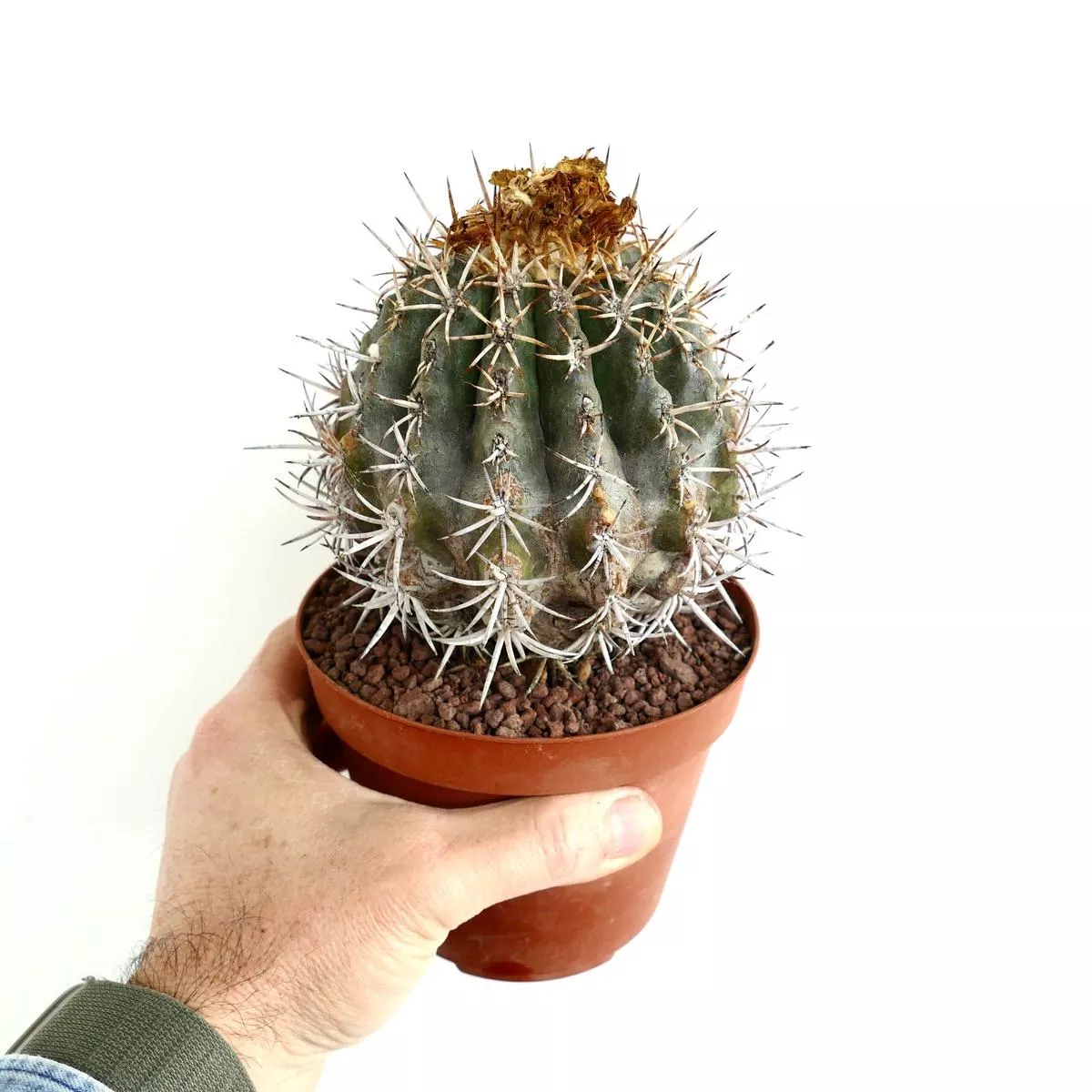 Copiapoa dura GRAFTED