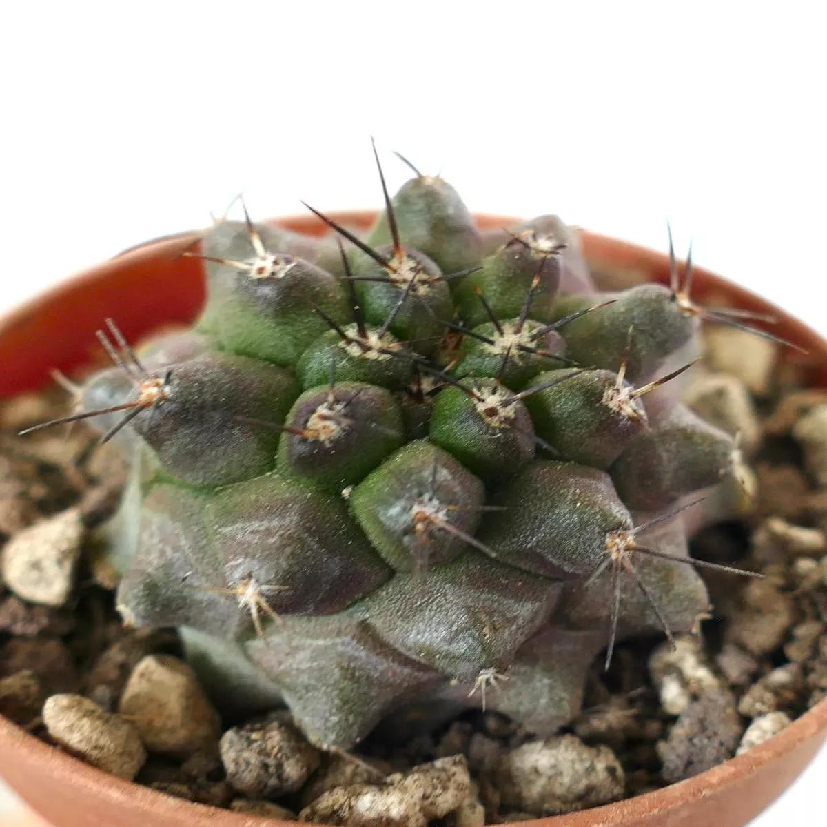 Copiapoa dura SELECTED SEEDLING 98H7