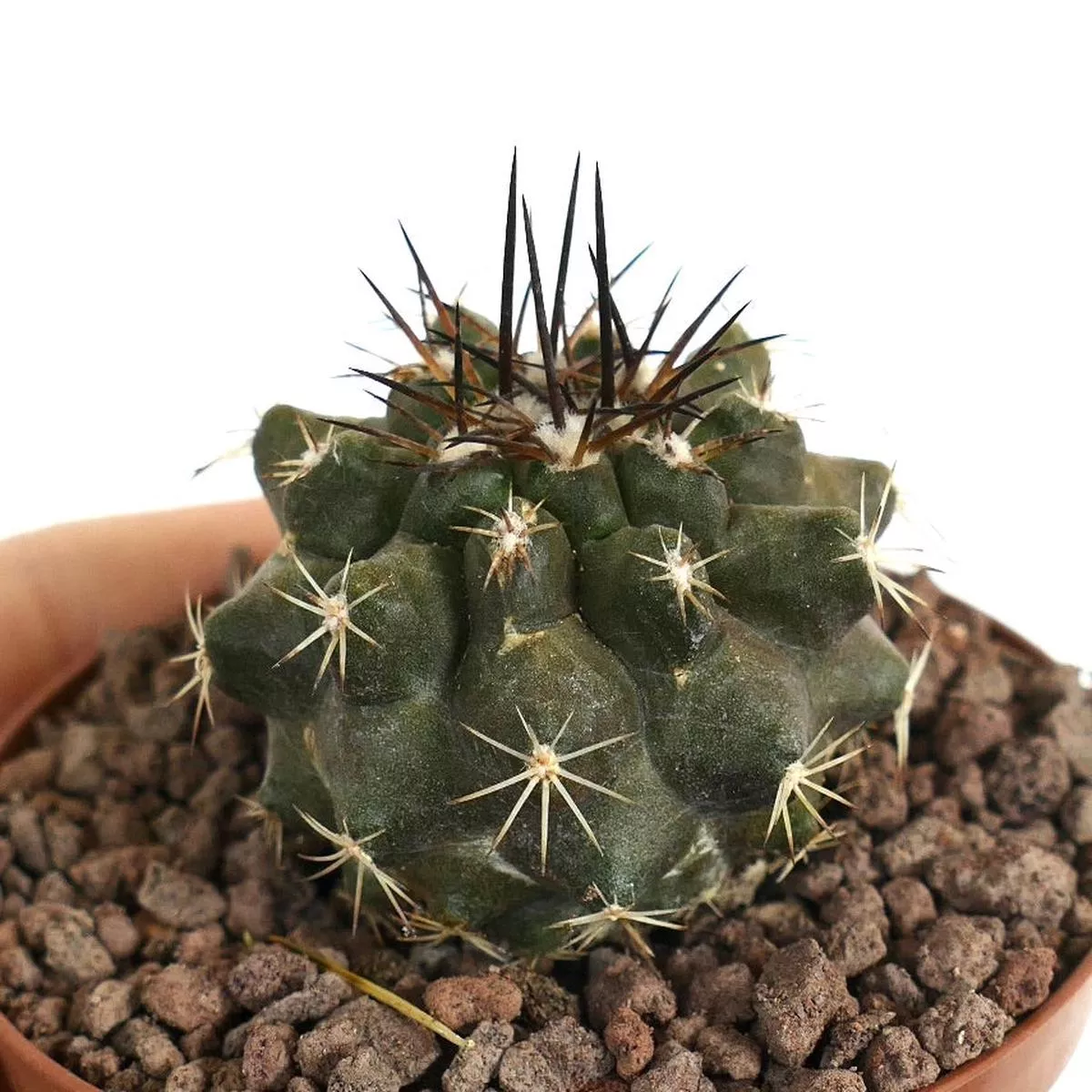 Copiapoa dura (SELECTED SEEDLING)