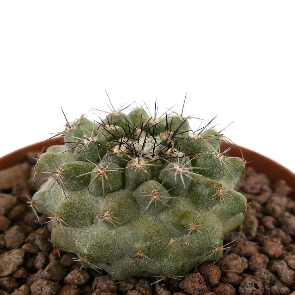 Copiapoa dura x continua GREEN