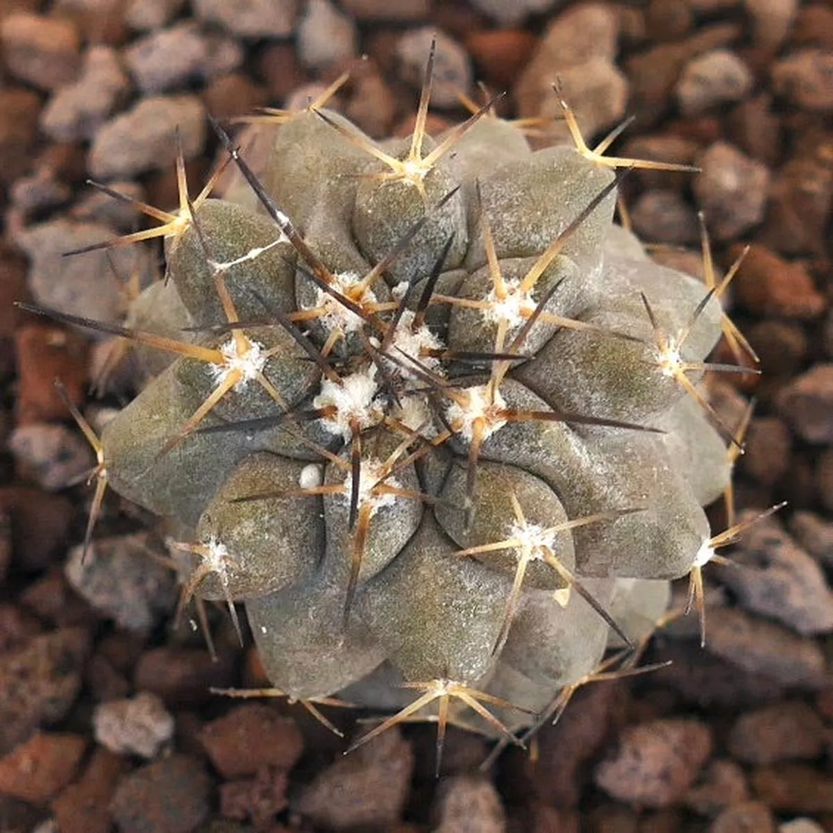 Copiapoa dura X Copiapoa cinerea BROWN SPINES