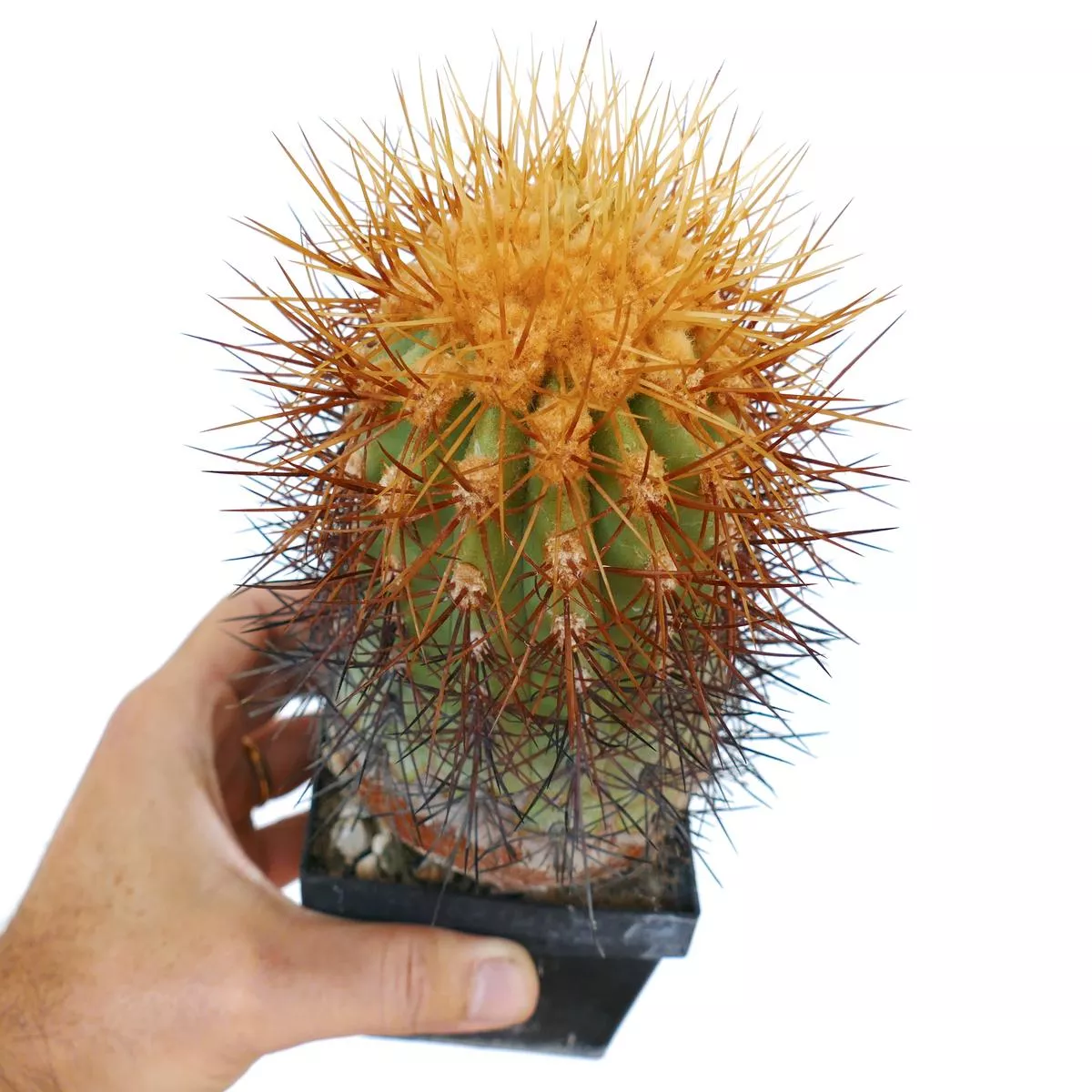 Copiapoa eremophila SEEDS