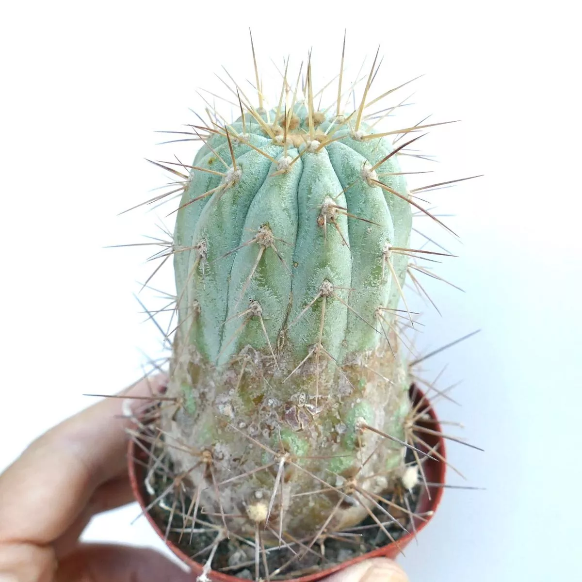 Copiapoa gigantea AR10