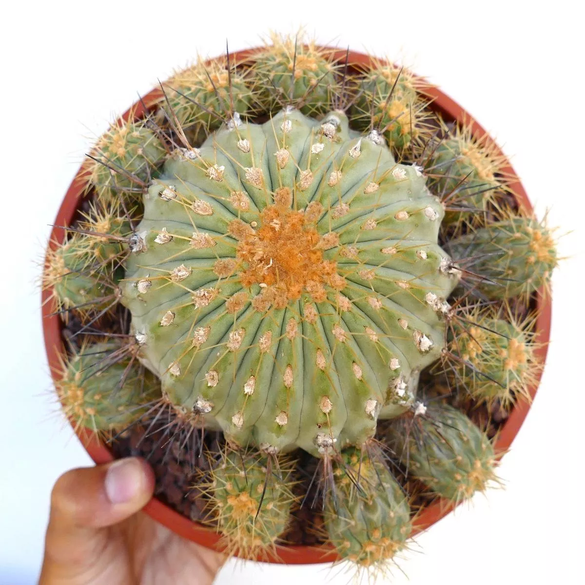 Copiapoa gigantea SEEDS