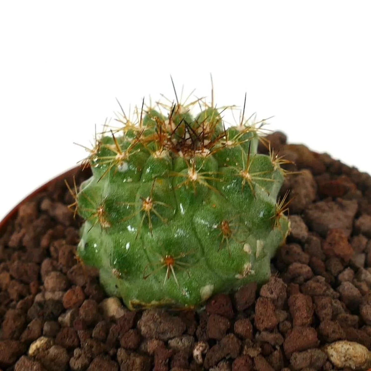 Copiapoa goldi SELECTED GREEN