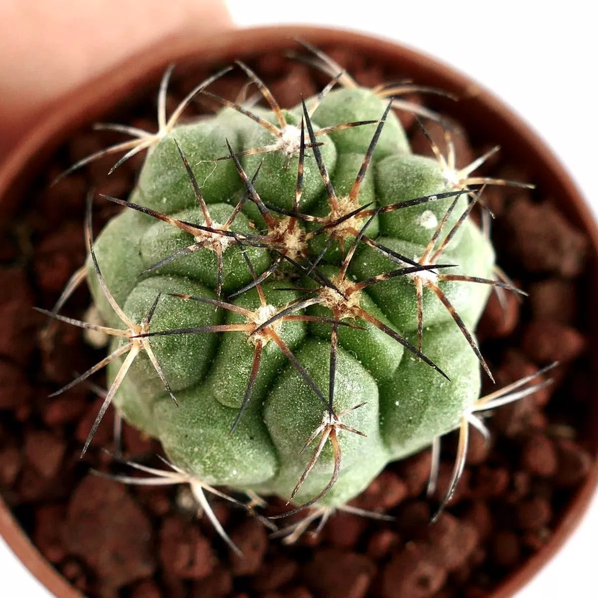 Copiapoa goldi SELECTED