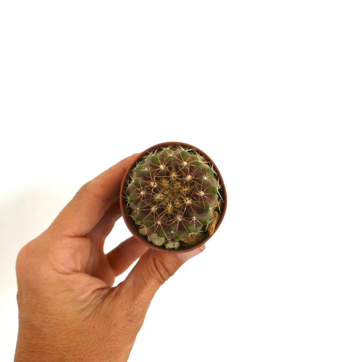 Copiapoa goldii 3T