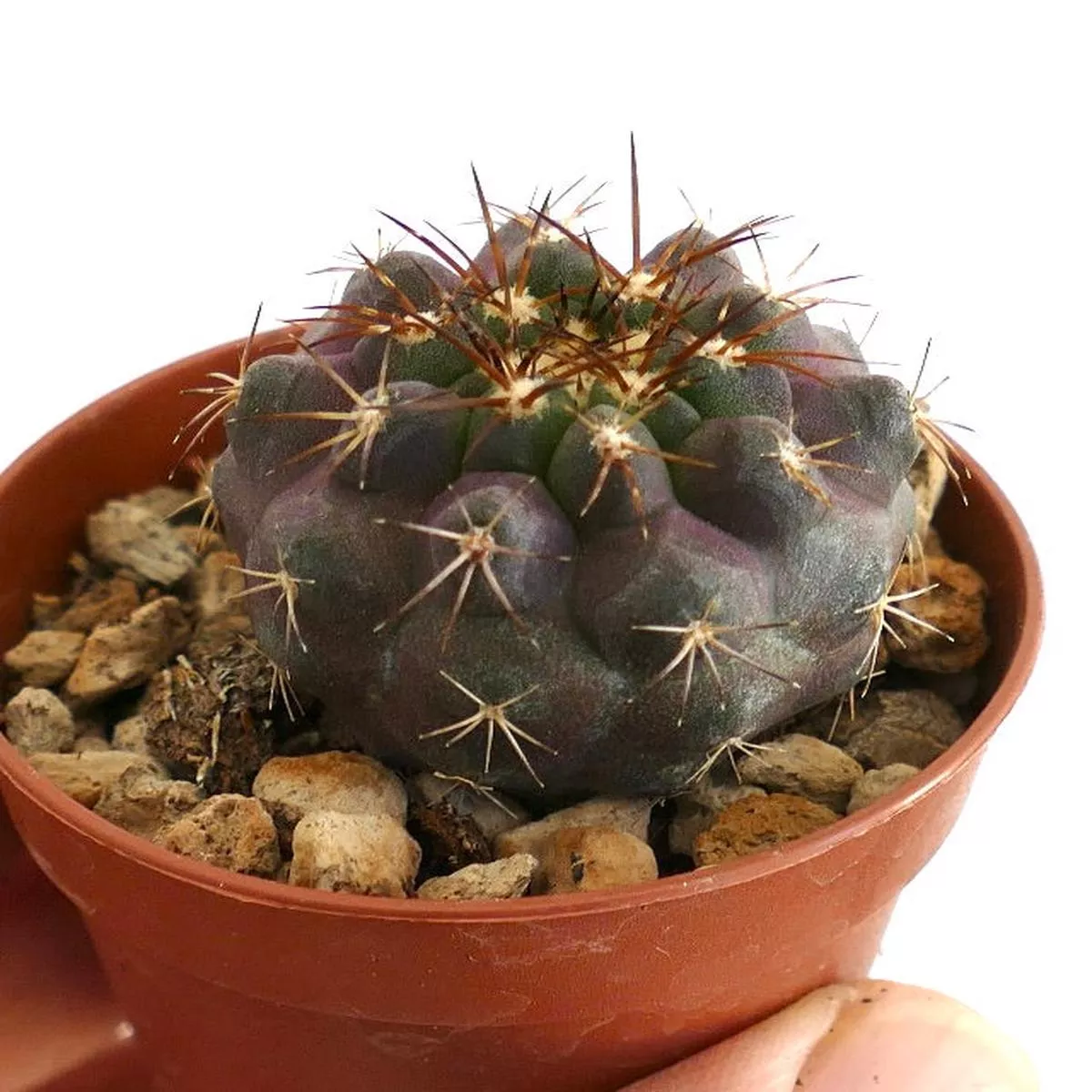 Copiapoa goldii A78T