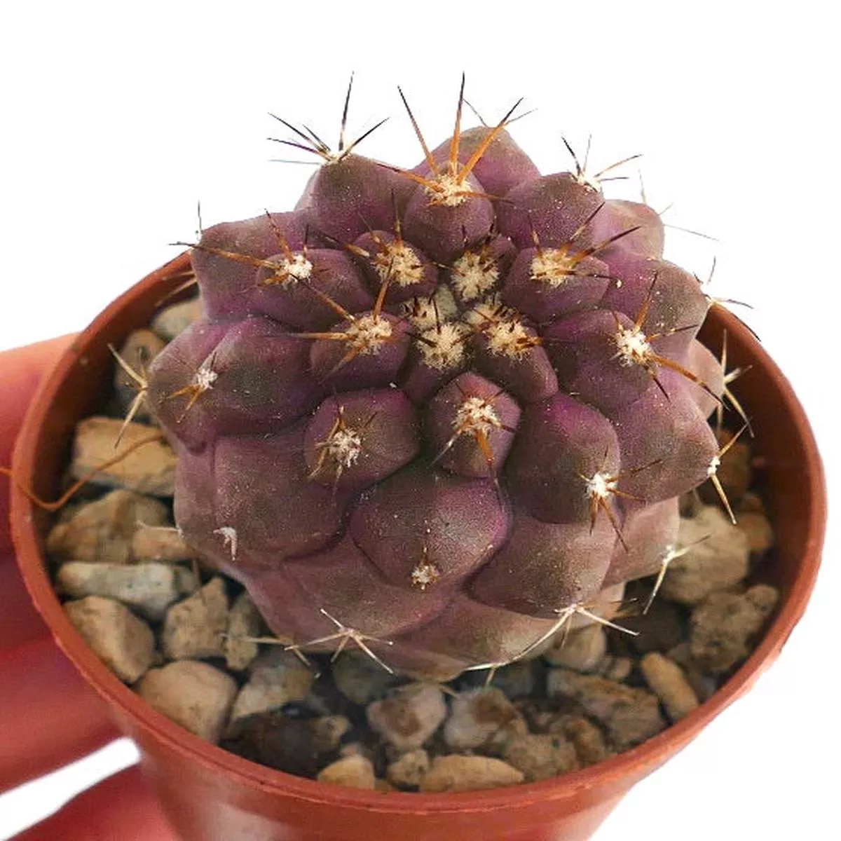 Copiapoa goldii AB5F2