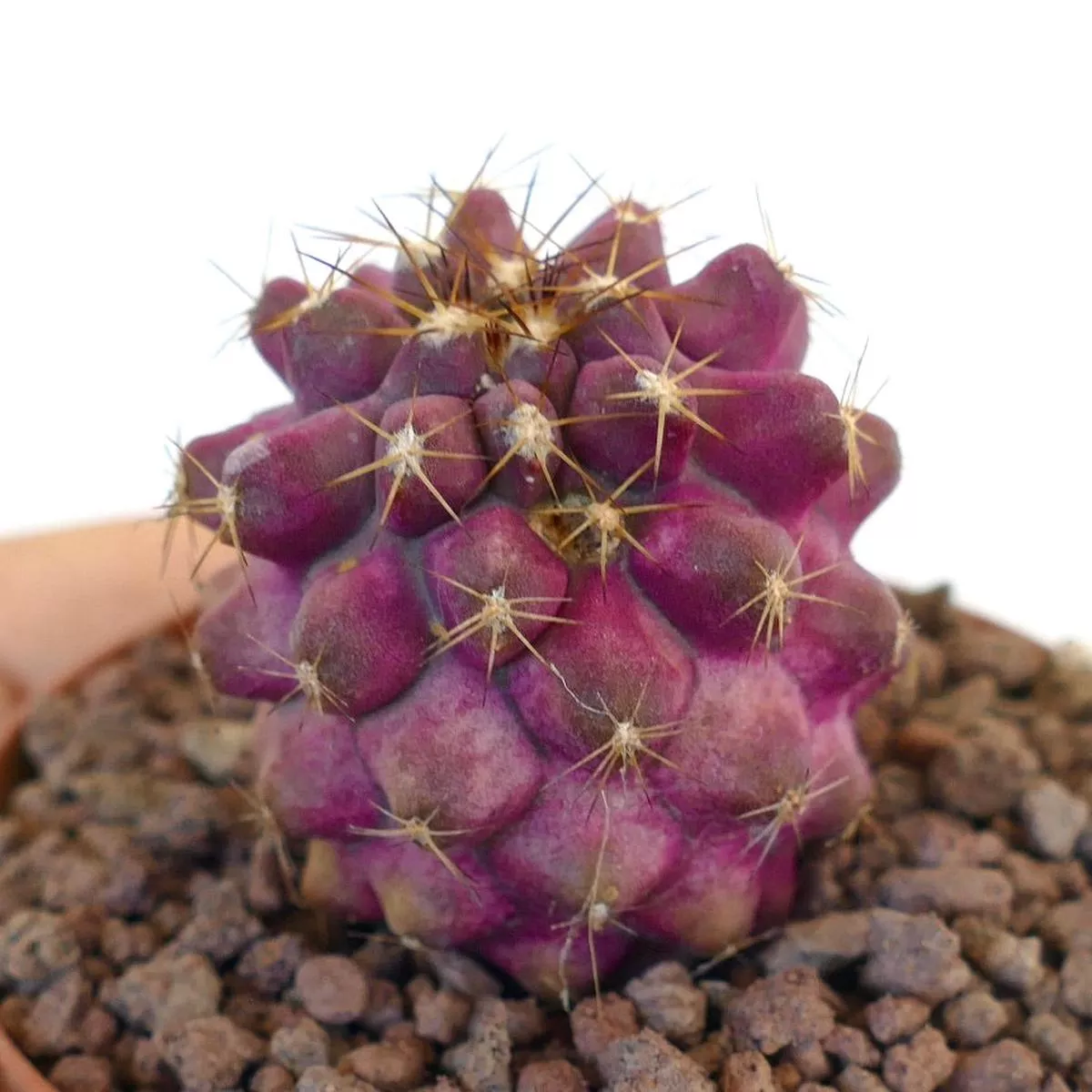 Copiapoa goldii RED BODY