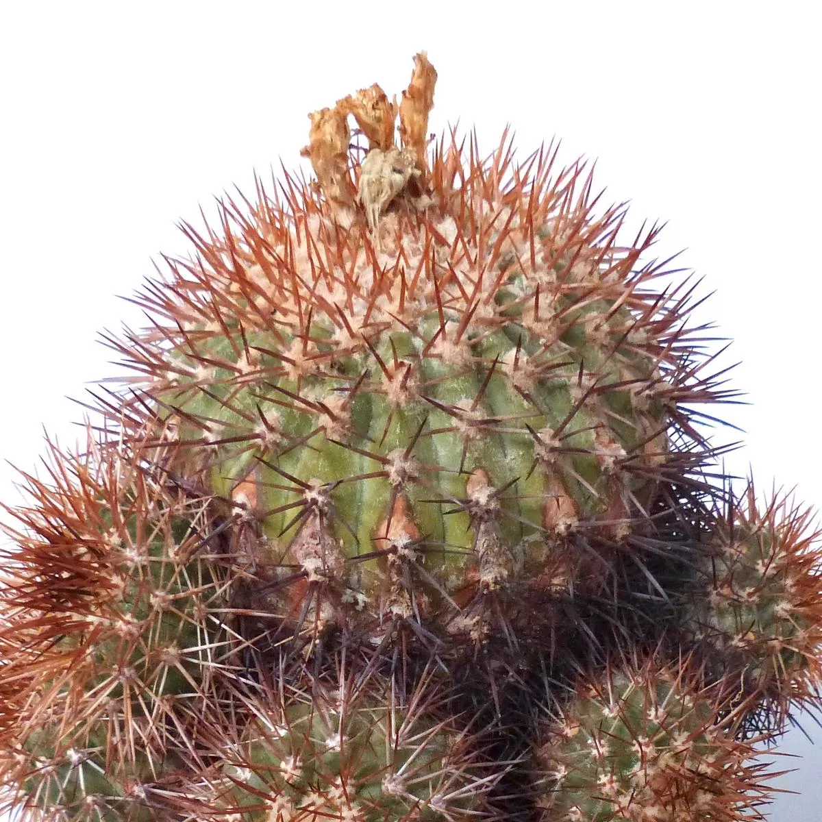 Copiapoa goldii SEEDS