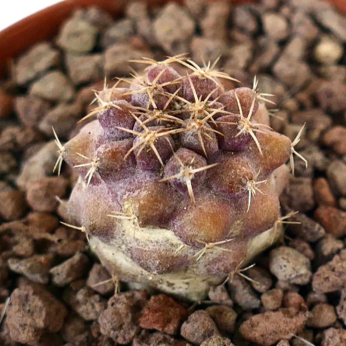 Copiapoa goldii (Small Seedling)