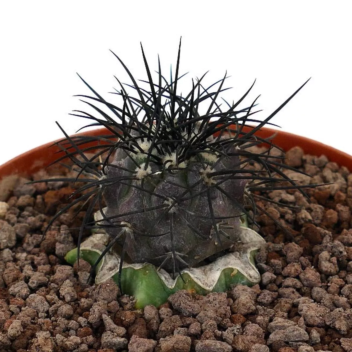 Copiapoa griseoviolace VERY STRONG SPINES GRAFTED