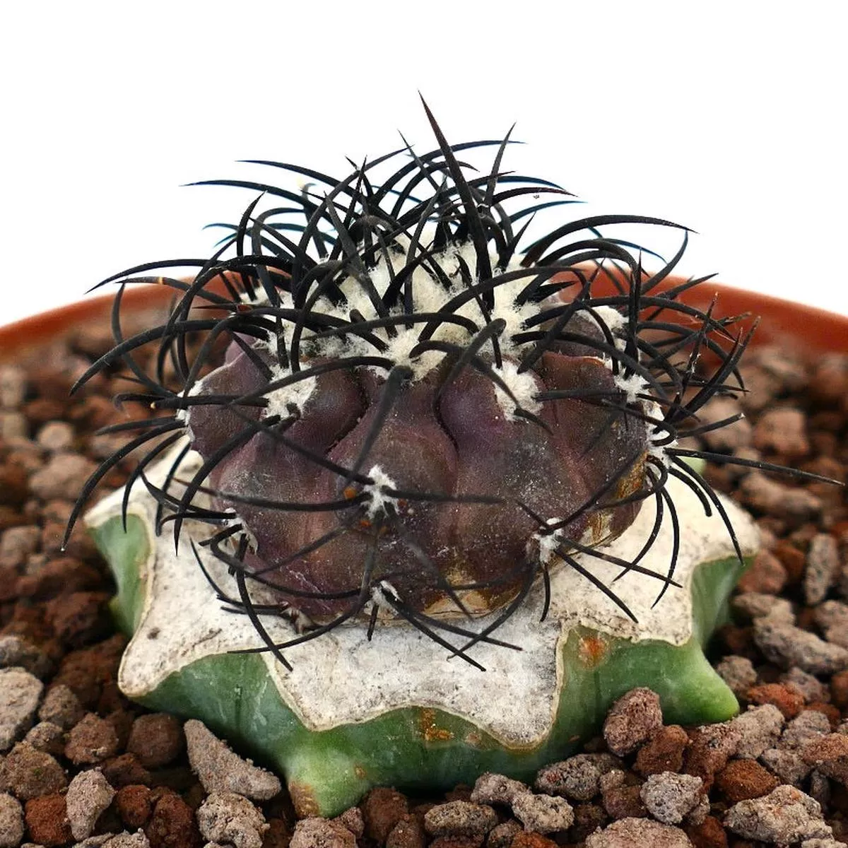 Copiapoa griseoviolacea 7AP2 GRAFTED
