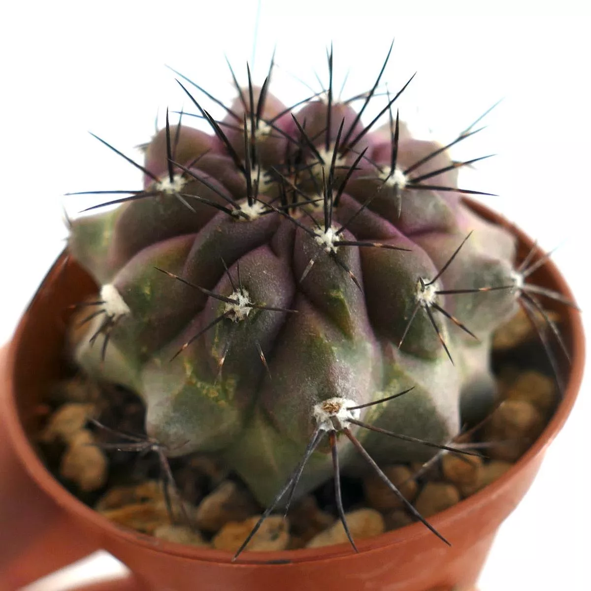 Copiapoa griseoviolacea BBY78
