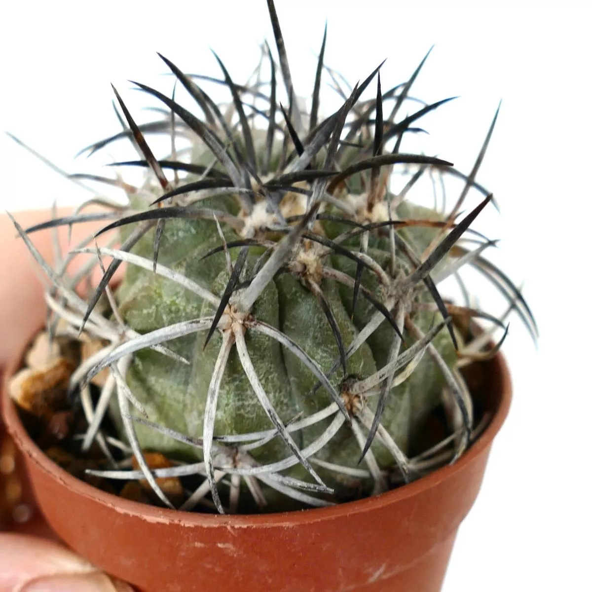 Copiapoa griseoviolacea DEGRAFTED SELECTED