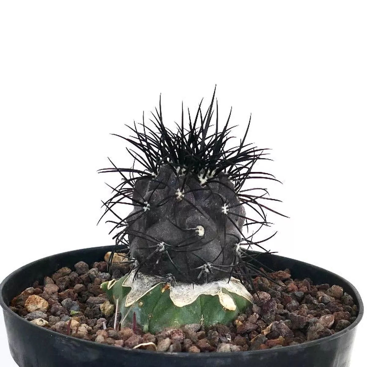 Copiapoa griseoviolacea GRAFTED 45TA