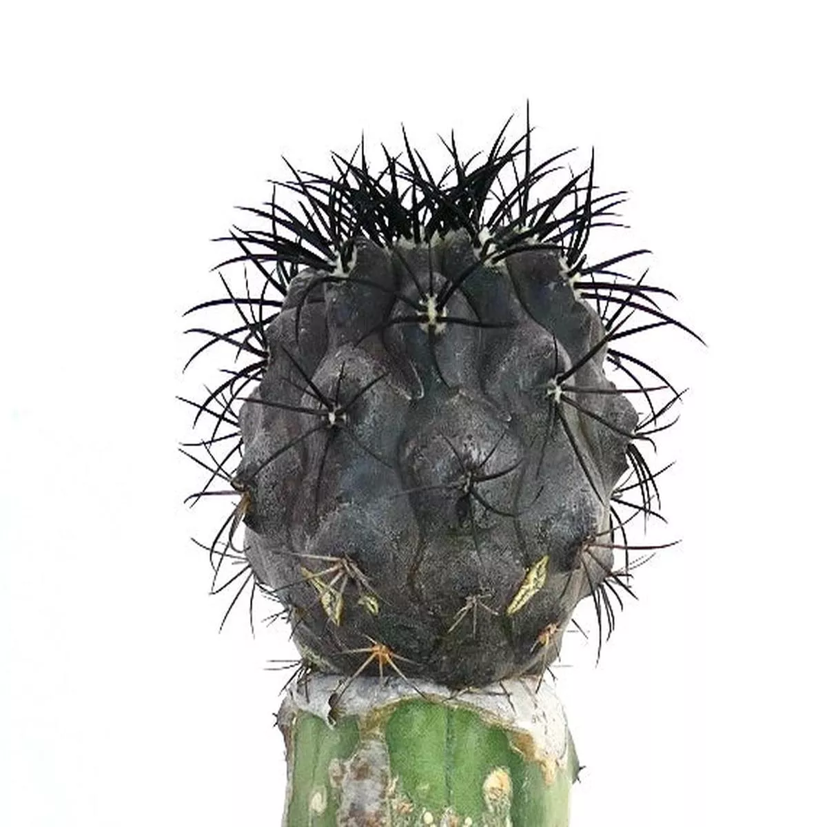 Copiapoa griseoviolacea GRAFTED BLACK SPINES
