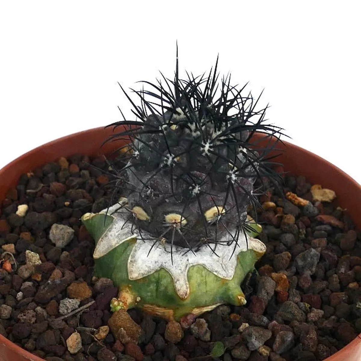 Copiapoa griseoviolacea GRAFTED