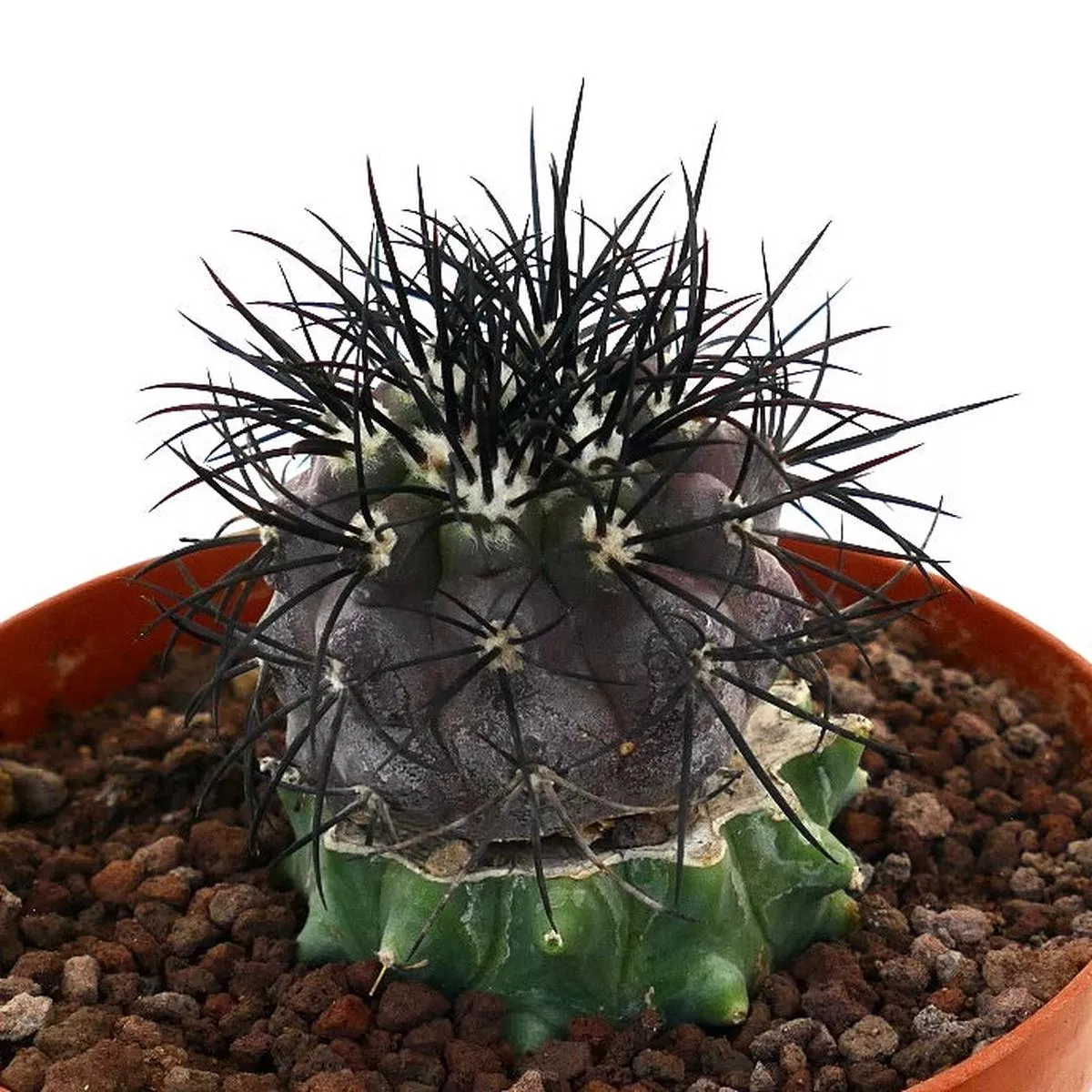 Copiapoa griseoviolacea NICE SELECTED GRAFTED